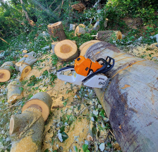 Abattage d'arbre Montélimar